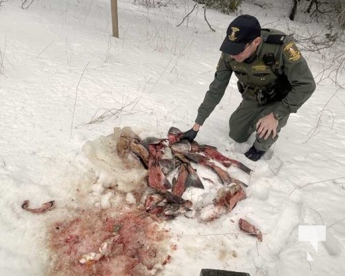 MNRF Fish Carcasses Grafton March 12, 2023876