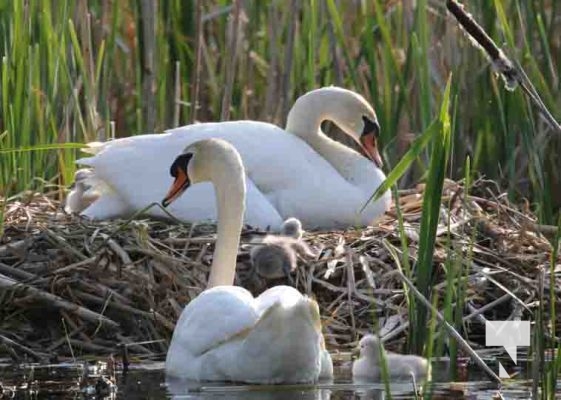 Swans cygnets May 27, 20230997