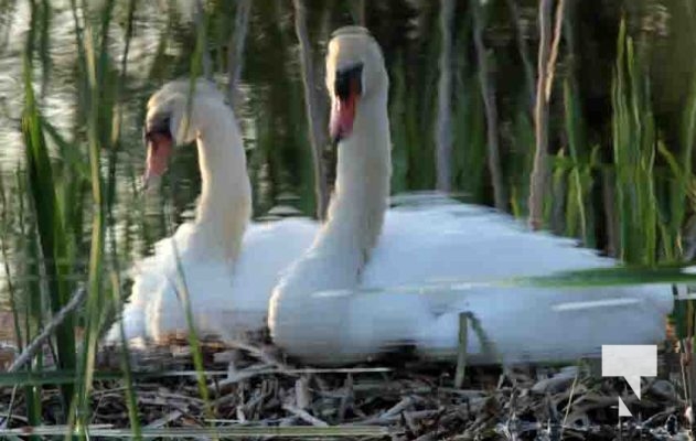 Swans cygnets May 27, 20231003