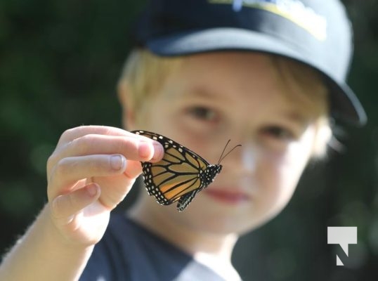 Monarch Butterfly Dorothys House August 26, 20231340