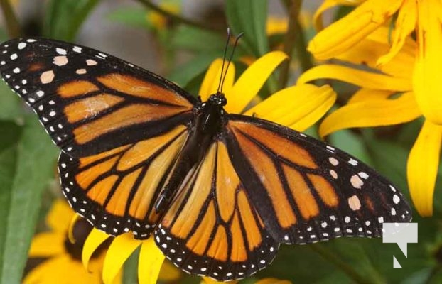 Monarch Butterfly Dorothys House August 26, 20231348