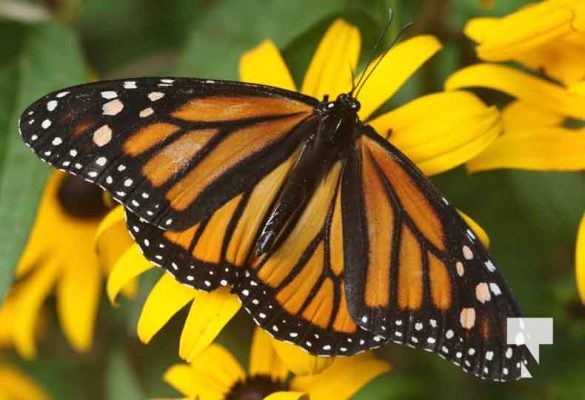 Monarch Butterfly Dorothys House August 26, 20231350