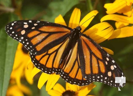 Monarch Butterfly Dorothys House August 26, 20231357