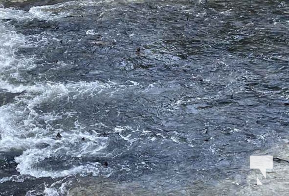 Salmon Run Ganaraska River September 13, 2023374