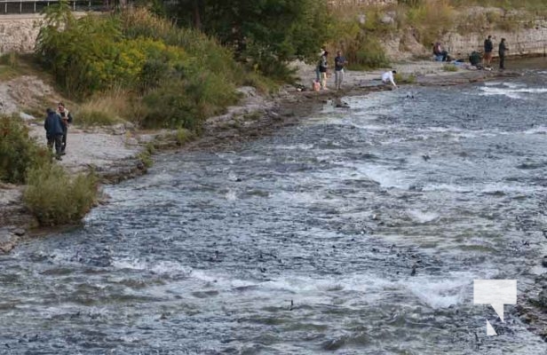 Salmon Run Ganaraska River September 13, 2023376