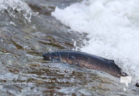 Salmon Run Ganaraska River September 13, 2023378