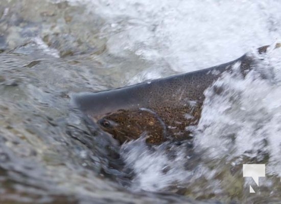 Salmon Run Ganaraska River September 13, 2023380