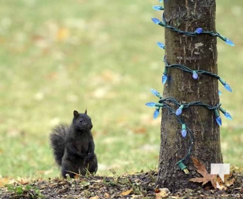 Squirrels Christmas Magic November 22, 2023 013