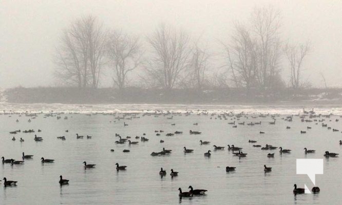Fog Ducks January 27, 2024 297