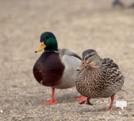 Lake Ontario Waterfowl Ducks Geese January 21, 2024 227