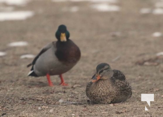 Lake Ontario Waterfowl Ducks Geese January 21, 2024 228
