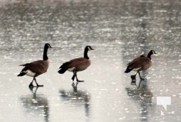 Lake Ontario Waterfowl Ducks Geese January 21, 2024 229
