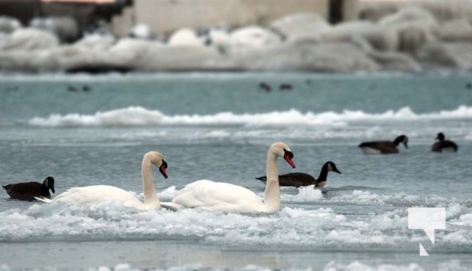 Lake Ontario Waterfowl Ducks Geese January 21, 2024 231