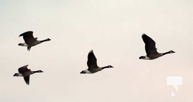 Lake Ontario Waterfowl Ducks Geese January 21, 2024 238