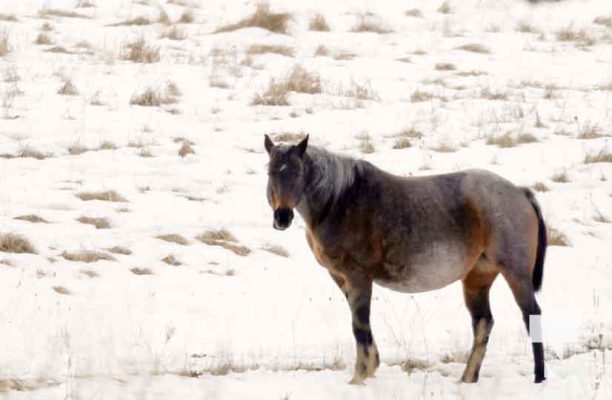 horses winter January 28, 2024 320