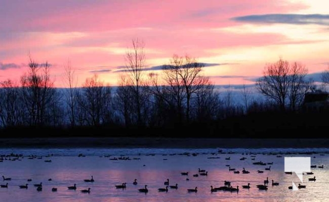 sunset winter cobourg harbour waterfowl January 28, 2024 344