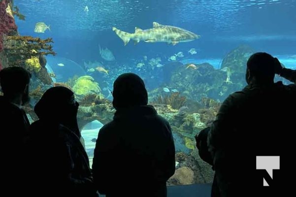 Ripleys Aquarium February 3, 2024 448