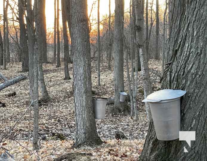 Maple Syrup March 5 2024 883 Today S Northumberland Your Source   Maple Syrup March 5 2024 883 