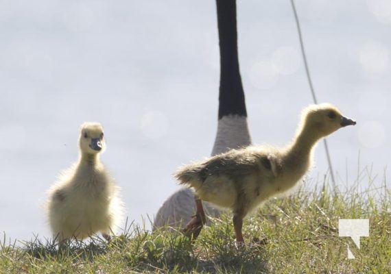 Nawautin Sanctuary Geese April 26, 2024 2342