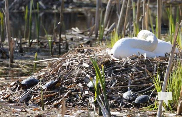 Nawautin Sanctuary Swans April 26, 2024 2349