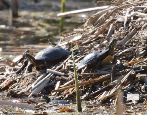 Nawautin Sanctuary Turtles April 26, 2024 2304