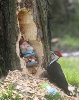 Pileaated Woodpecker April 28, 2024 2388