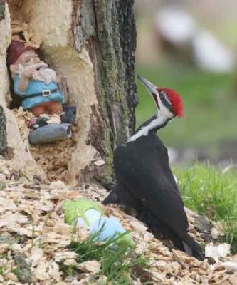 Pileaated Woodpecker April 28, 2024 2390