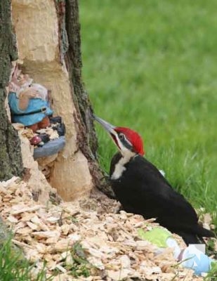 Pileaated Woodpecker April 28, 2024 2397