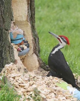 Pileaated Woodpecker April 28, 2024 2398