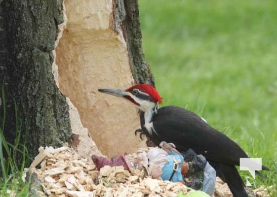 Pileaated Woodpecker April 28, 2024 2404