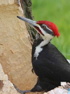 Pileaated Woodpecker April 28, 2024 2407