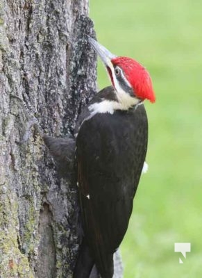 Pileaated Woodpecker April 28, 2024 2410
