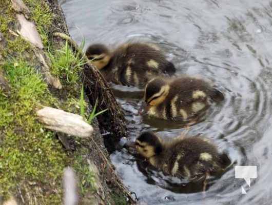 Baby Ducks Peace Park May 16, 2024 2892