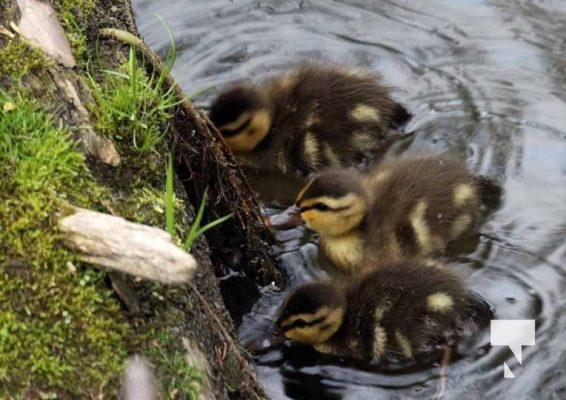 Baby Ducks Peace Park May 16, 2024 2893