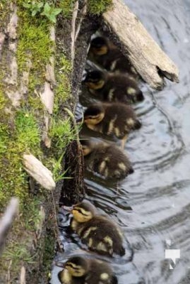 Baby Ducks Peace Park May 16, 2024 2894