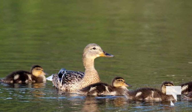 Baby Ducks Peace Park May 16, 2024 2898