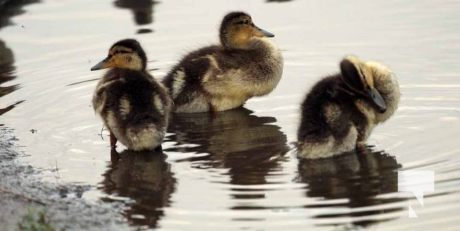 Baby Ducks Peace Park May 16, 2024 2900