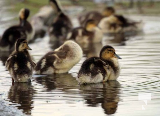Baby Ducks Peace Park May 16, 2024 2901