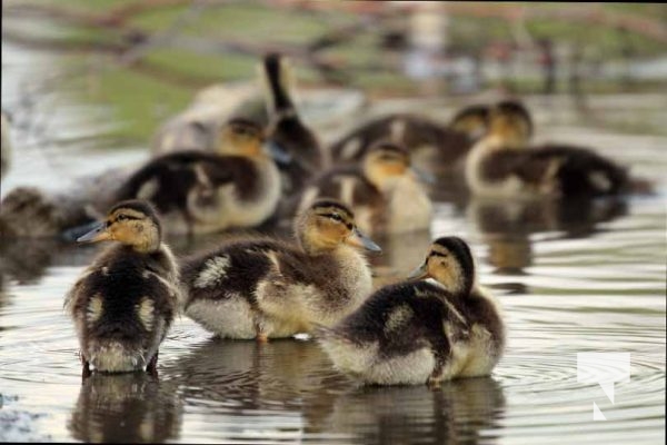 Baby Ducks Peace Park May 16, 2024 2903