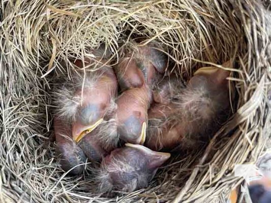 Baby Robins May 19, 2024 0079