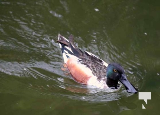 Northern Shoveler Duck Peace Park May 16, 2024 2883