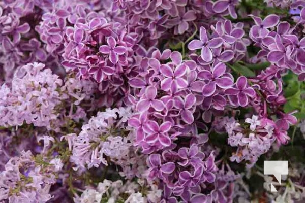 Warkworth Lilac Festival May 25, 2024 0218