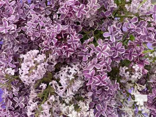 Warkworth Lilac Festival May 25, 2024 0228