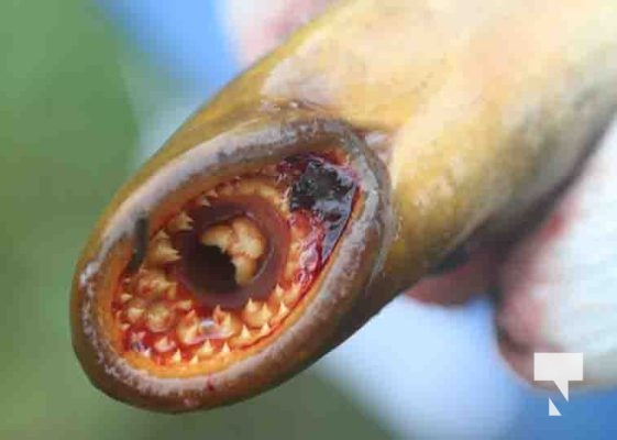 Lamprey May 14, 2024,2024691