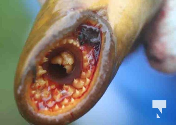 Lamprey May 14, 2024,2024692