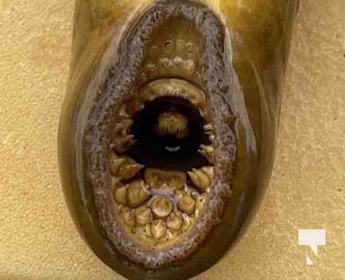 Lamprey May 14, 2024,2024703