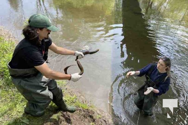 Lamprey May 14, 2024,2024705