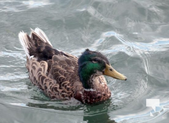 Cormorant August 10, 2024 1744