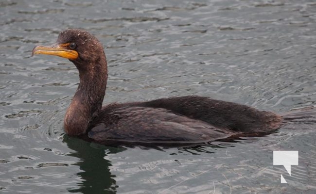 Cormorant August 10, 2024 1749