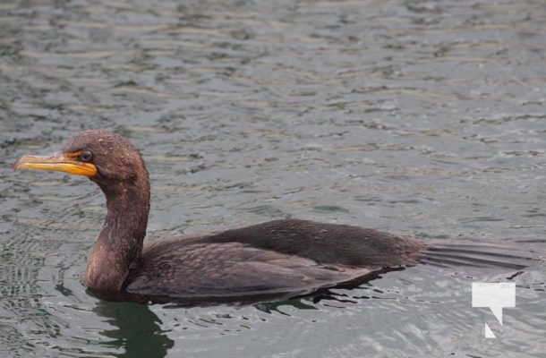 Cormorant August 10, 2024 1750